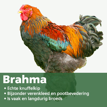 Brahma kip
